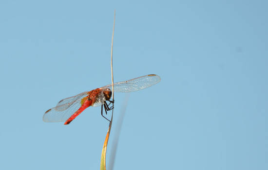 red dragonfly