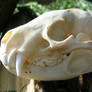 Badger Skull - Side View