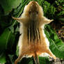 Eastern Chipmunk Pelt