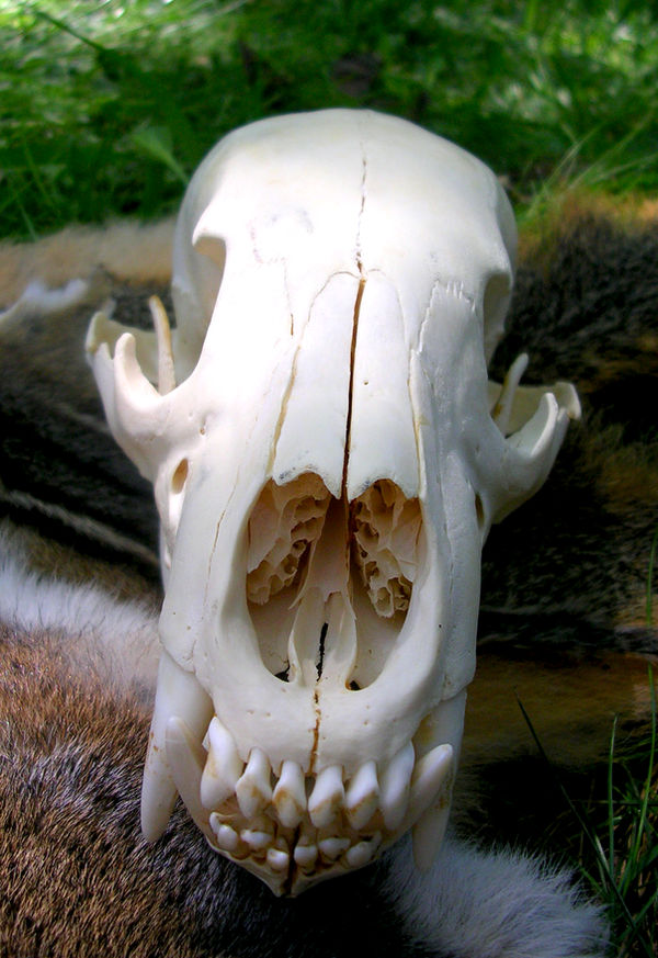 Black Bear Skull Front