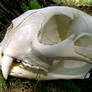 Cougar Skull