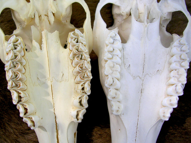 Deer Teeth Age Comparison