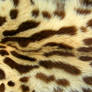 Fur - Serval