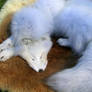 Arctic Fox Pelt