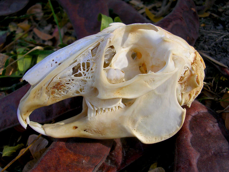 Jackrabbit Skull