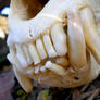 Snaggletooth - Bear Skull