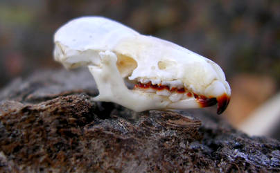 Short-Tailed Shrew Skull