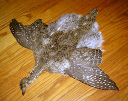 Sharp-Tailed Grouse Pelt