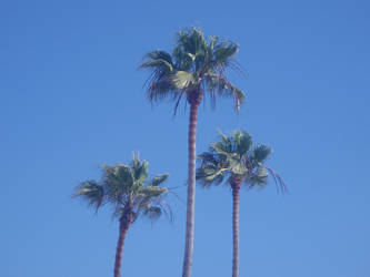 Palm Trees...