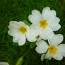 Deading Primroses