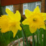 Yellow Daffodils