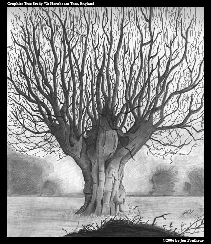 Graphite Tree Study 2 by PeterAndCompany on DeviantArt