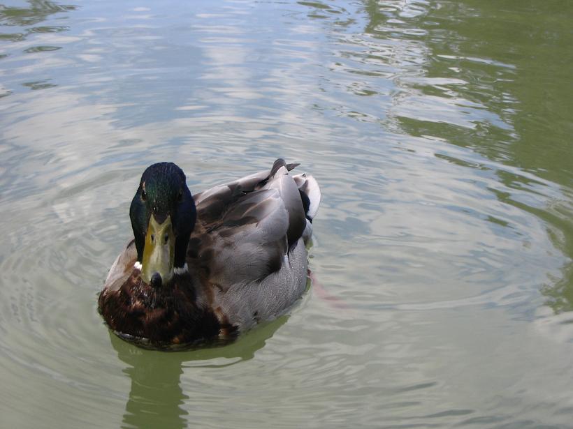 Duck