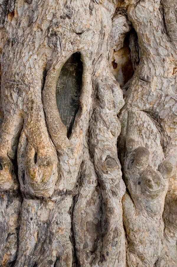 Ancient Tree - Cyprus
