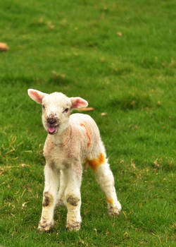 Spring Lamb