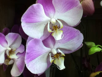 ORCHIDS!!!!!