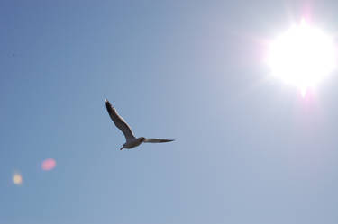 Soaring seagull