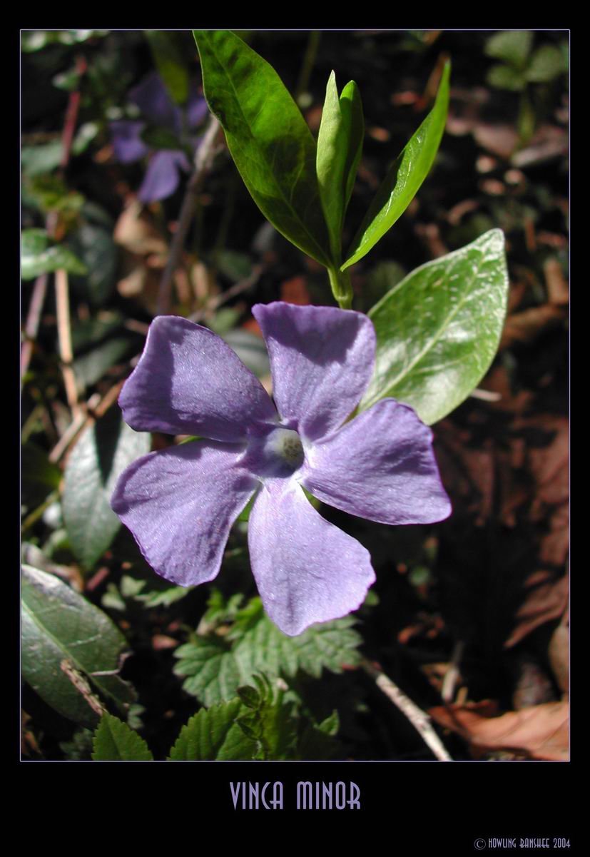 Vinca Minor