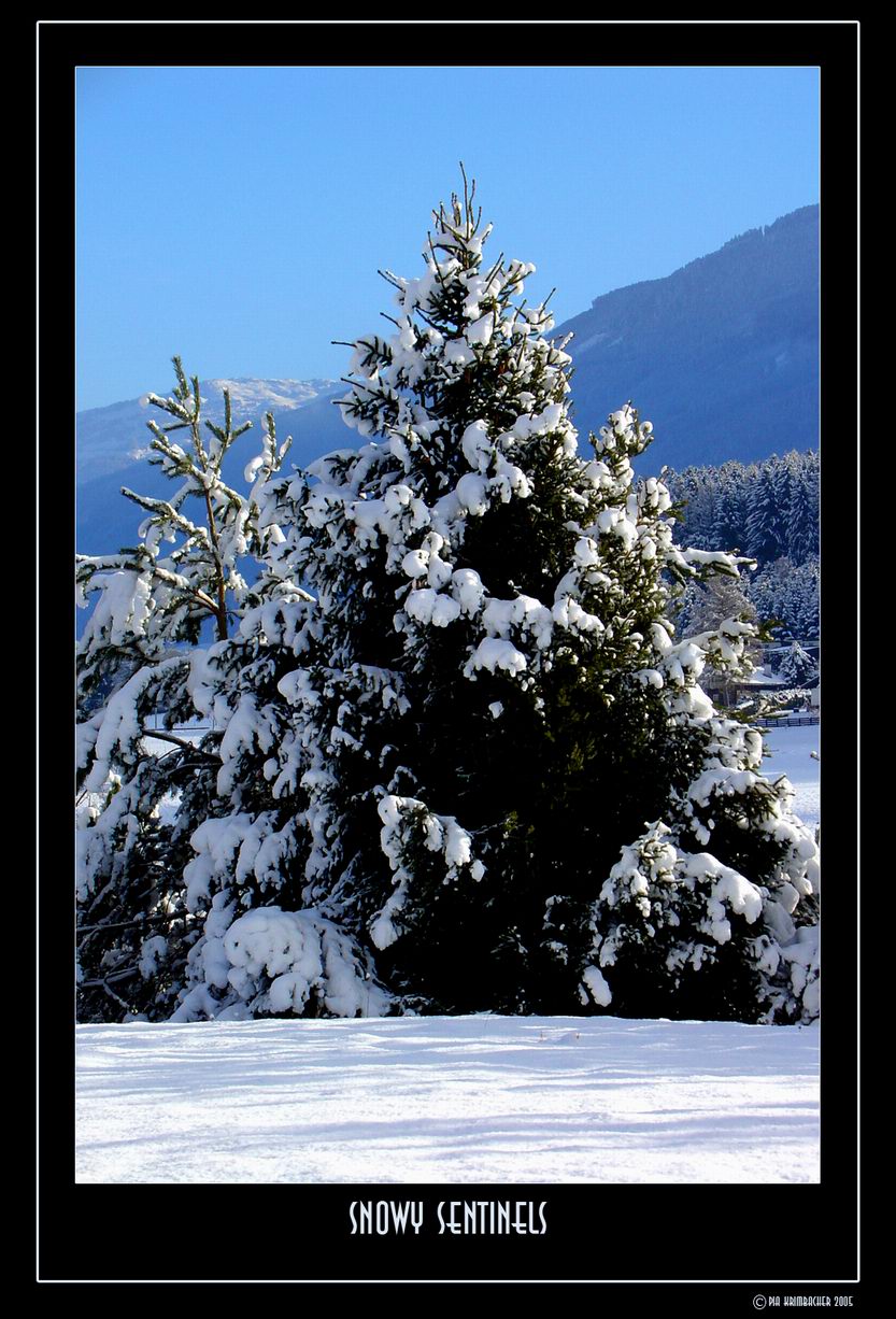 Snowy Sentinels