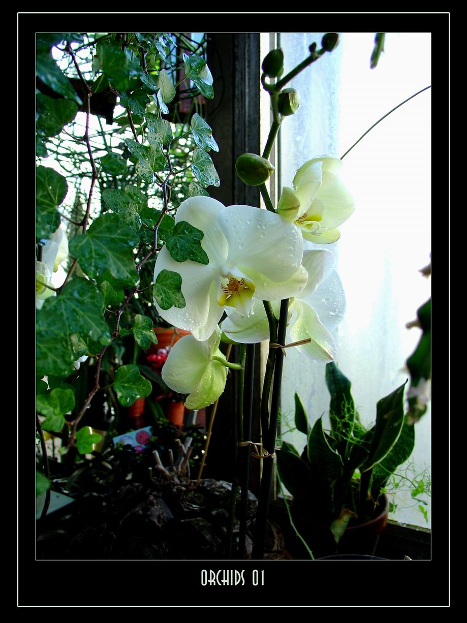 Orchids I