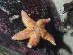 Starfish