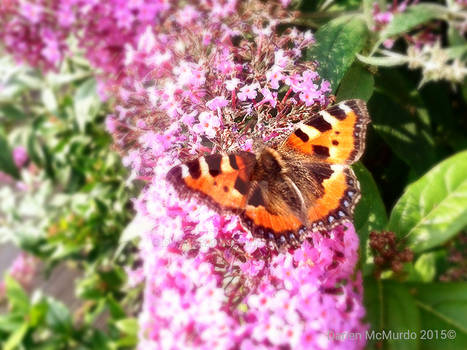 Butterfly Bush