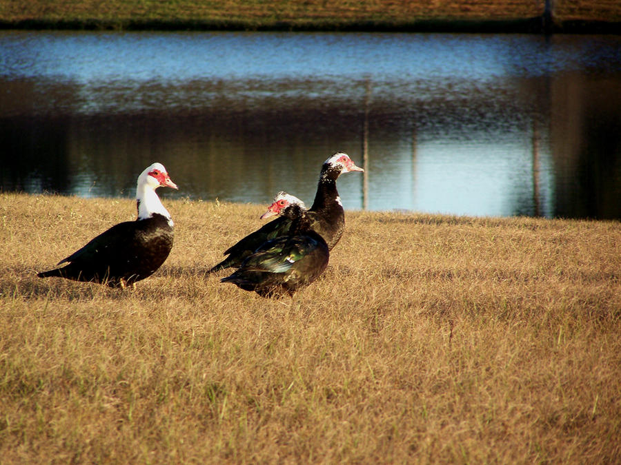 Quackers Farm The local quackers by AdrianasaurusREX on DeviantArt