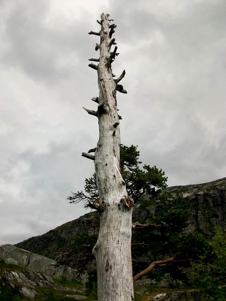 'Dead tree'