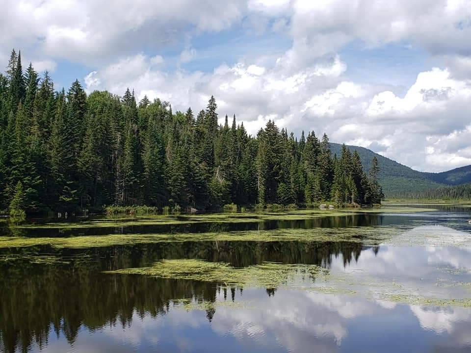 Treeline by ShotsByLeo on DeviantArt