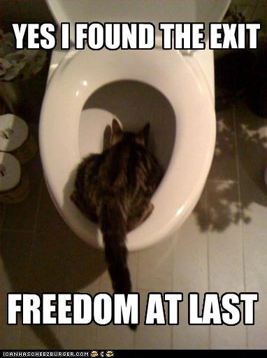 Freedom Cat By Saphiredragon123 On Deviantart Freedom Cat By Saphiredragon123 On Deviantart