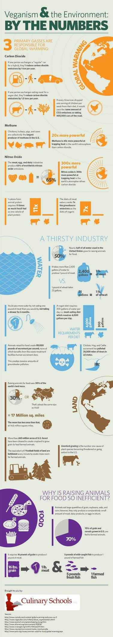 Vegan Infographic