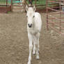 Foal Stock 2