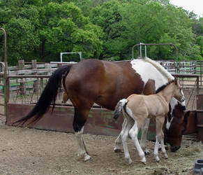 Mare and foal 1