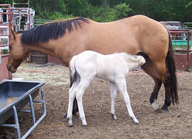 Mare and foal 6