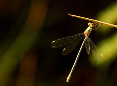 Dragonfly