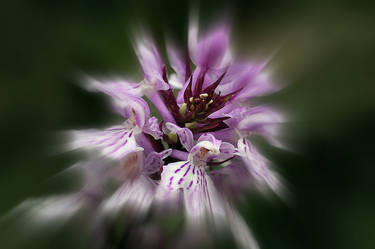 Dactylorhiza majalis