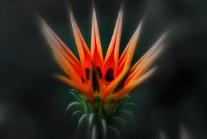 The light over a Gazania