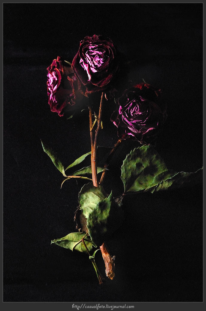Dead roses by ip637 on DeviantArt