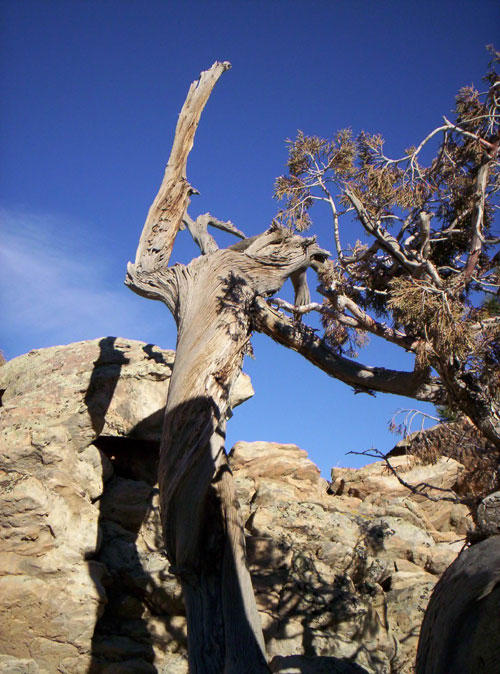 Wailing Tree by early-morning on DeviantArt