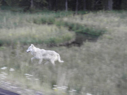 YellowStone White Wolf