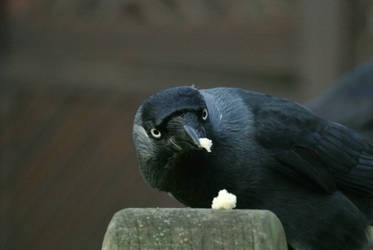 More Jackdaws...