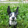 Boston Terrier- America's Gentleman I