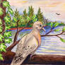 ACEO: Mourning Dove