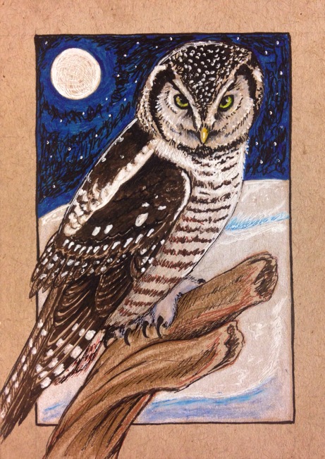 ACEO: Northern Hawk Owl