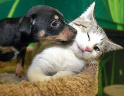 puppy kiss kitty