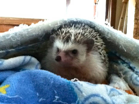 My Pet Hedgehog