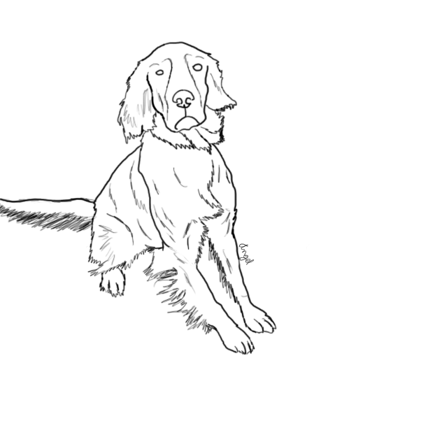 Irish Setter Sketch by Angelpup000 on DeviantArt Irish Setter Sketch by Angelpup000 on DeviantArt