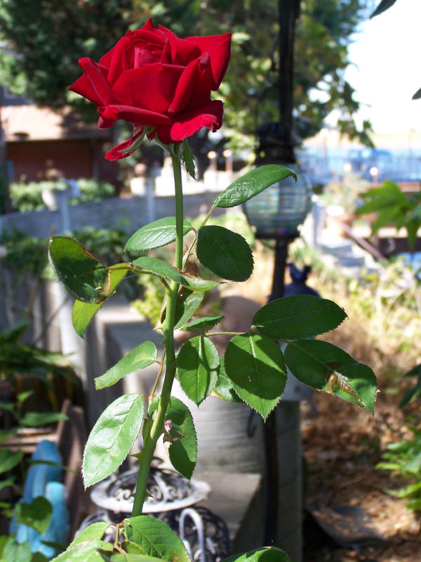 Delta Spring Rose Delta Rose by lostrealist6 on DeviantArt