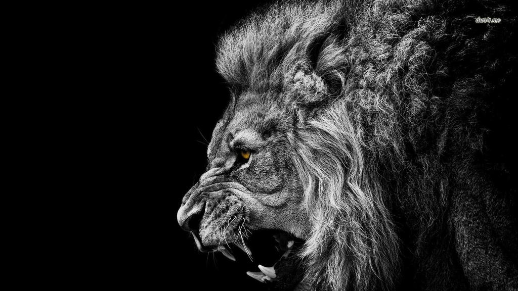 15960-roaring-lion-1366x768-animal-wallpaper by struudeli on DeviantArt
