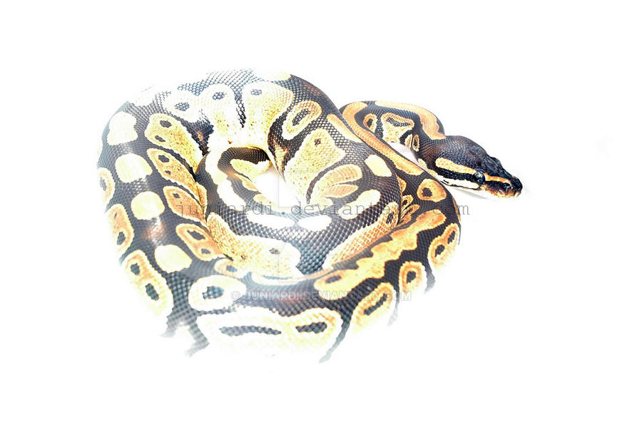 ball python 2 by Juniardi on DeviantArt
